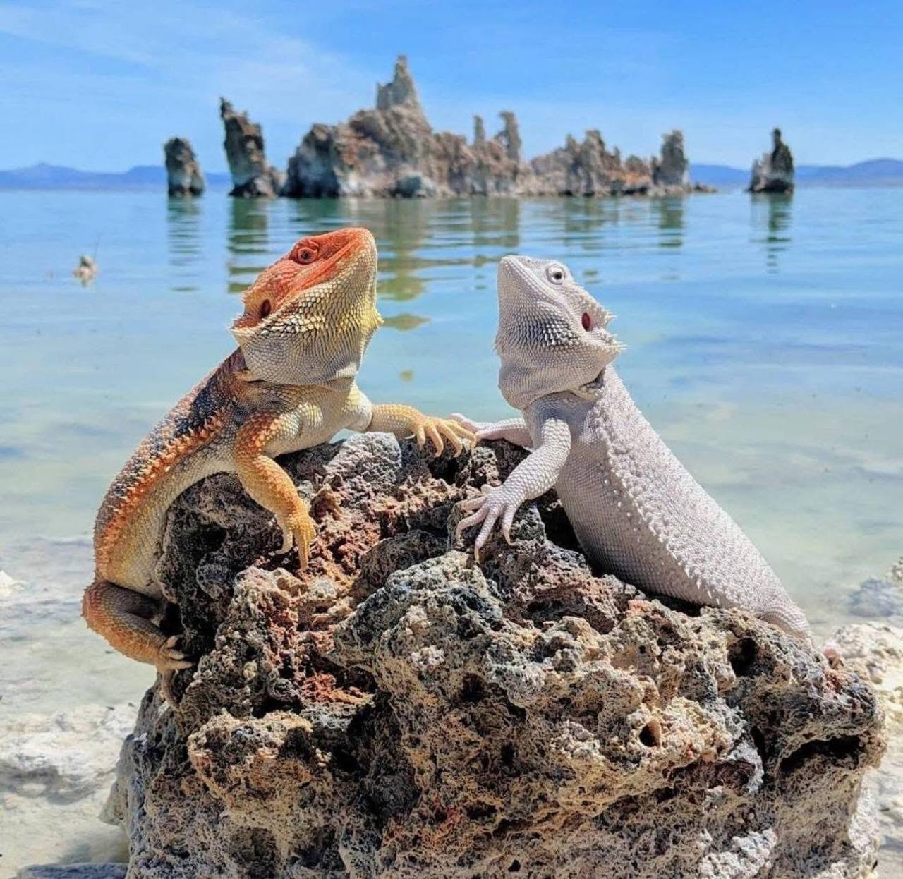 beardeddragonreptiles.shop